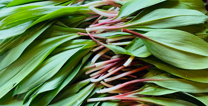 Foraged Ramp Butter